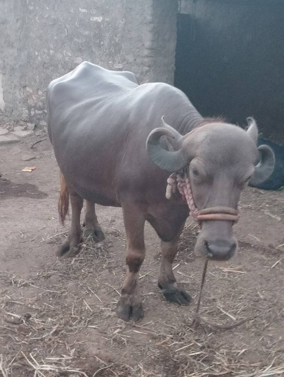 ખળેલી વેચવાની છે