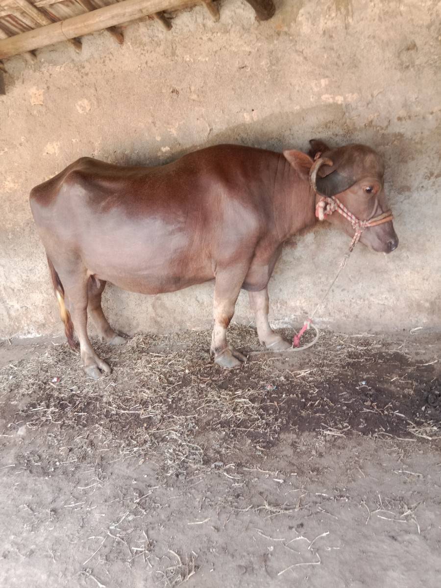 ખળેલી વેચવાની છે