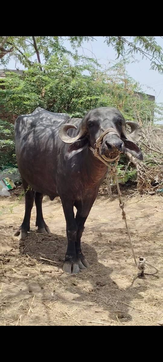 પેલુ વેતર ખળેલી વેચવાની