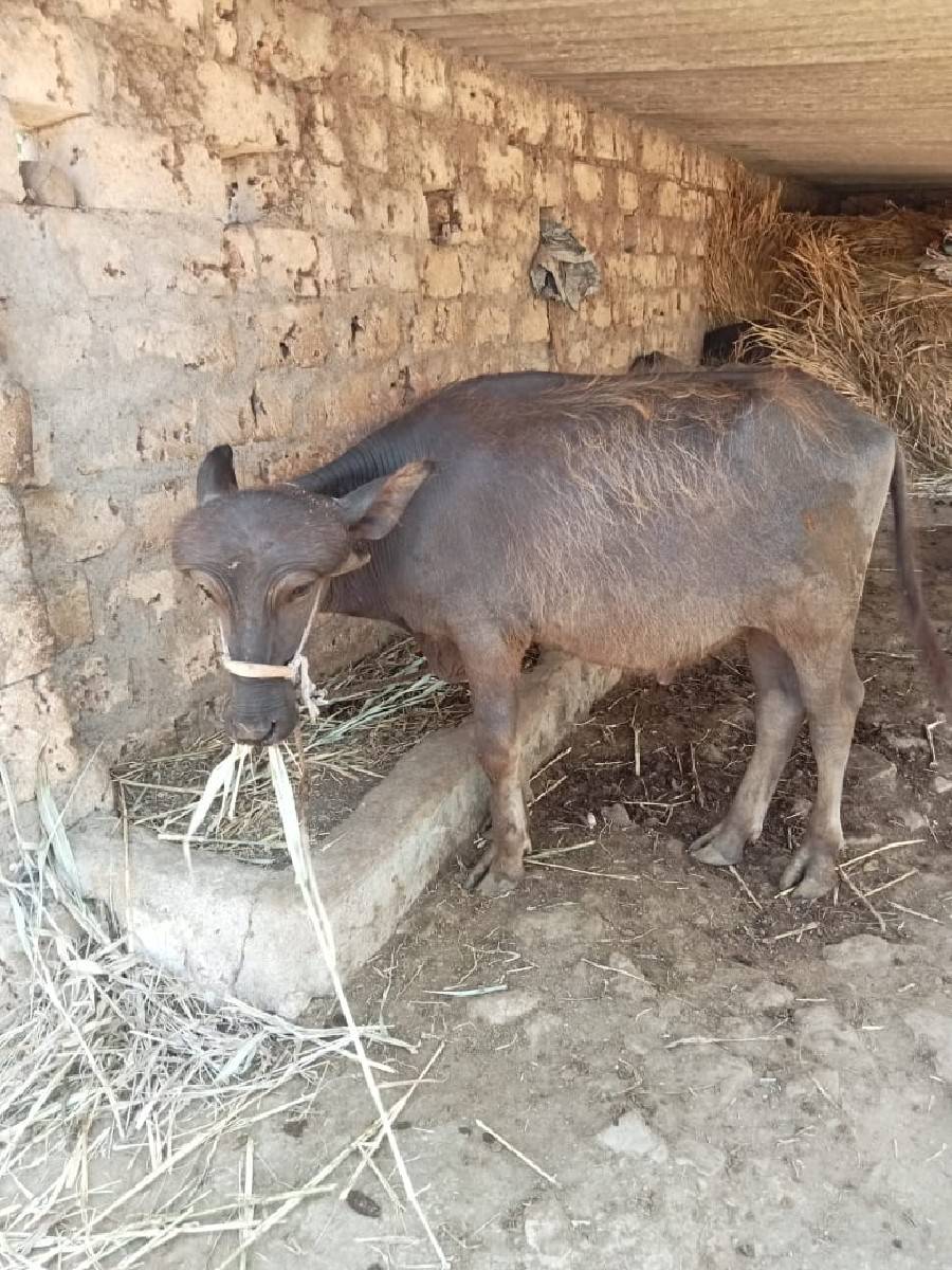 જાફરાબાદી ખડેલિયો પાડો વેચવાનું