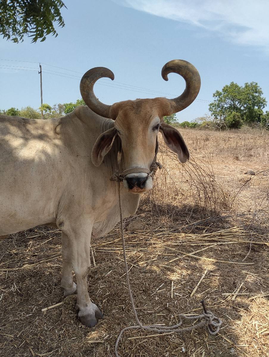 બળદ વેચવાના છે