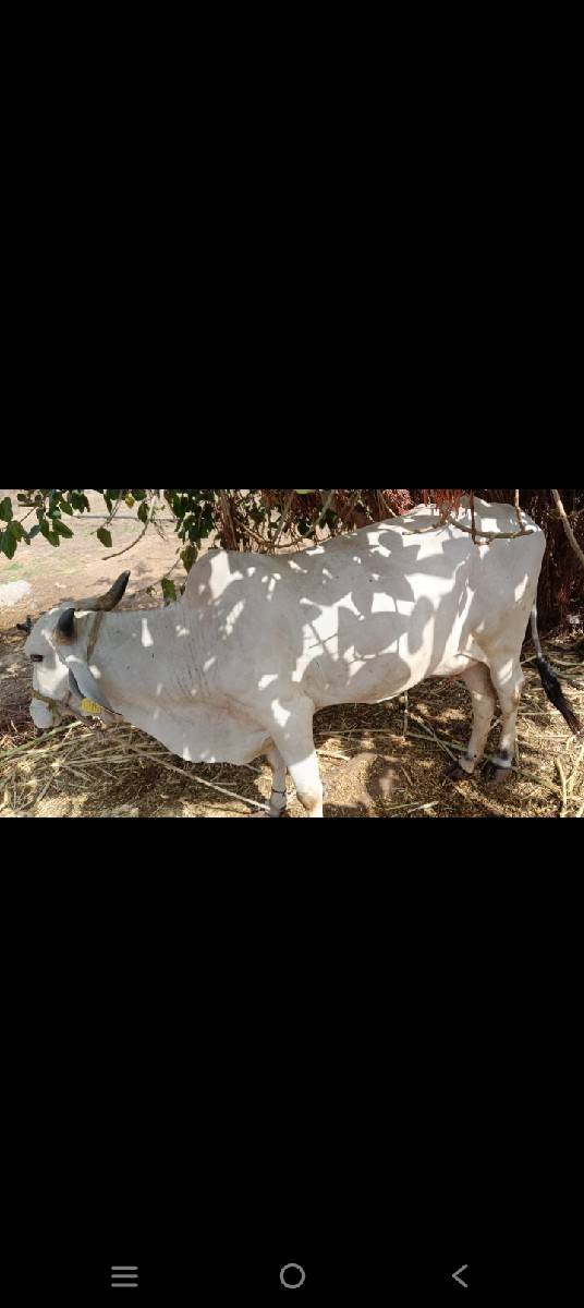 ઍકપાડૉબૅગાય