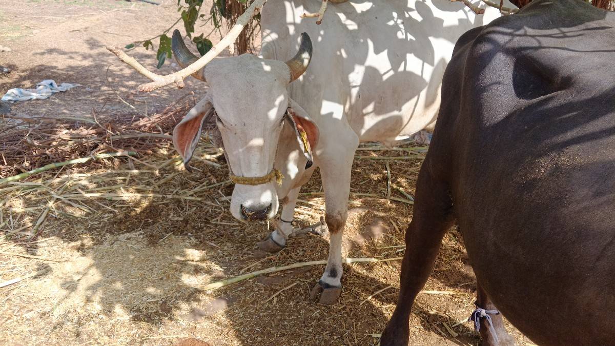 ઍકપાડૉબૅગાય