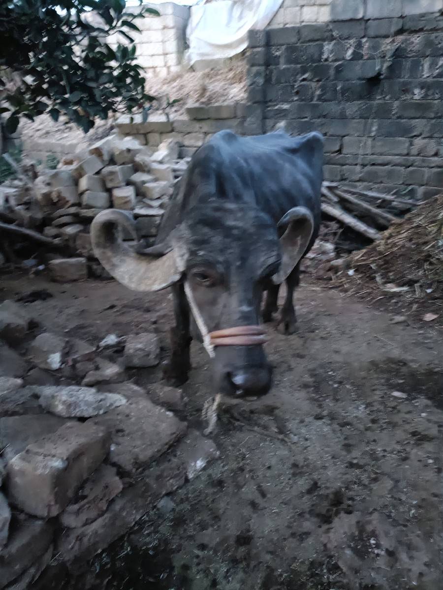 2 મહીના ની ગાભણી છે.