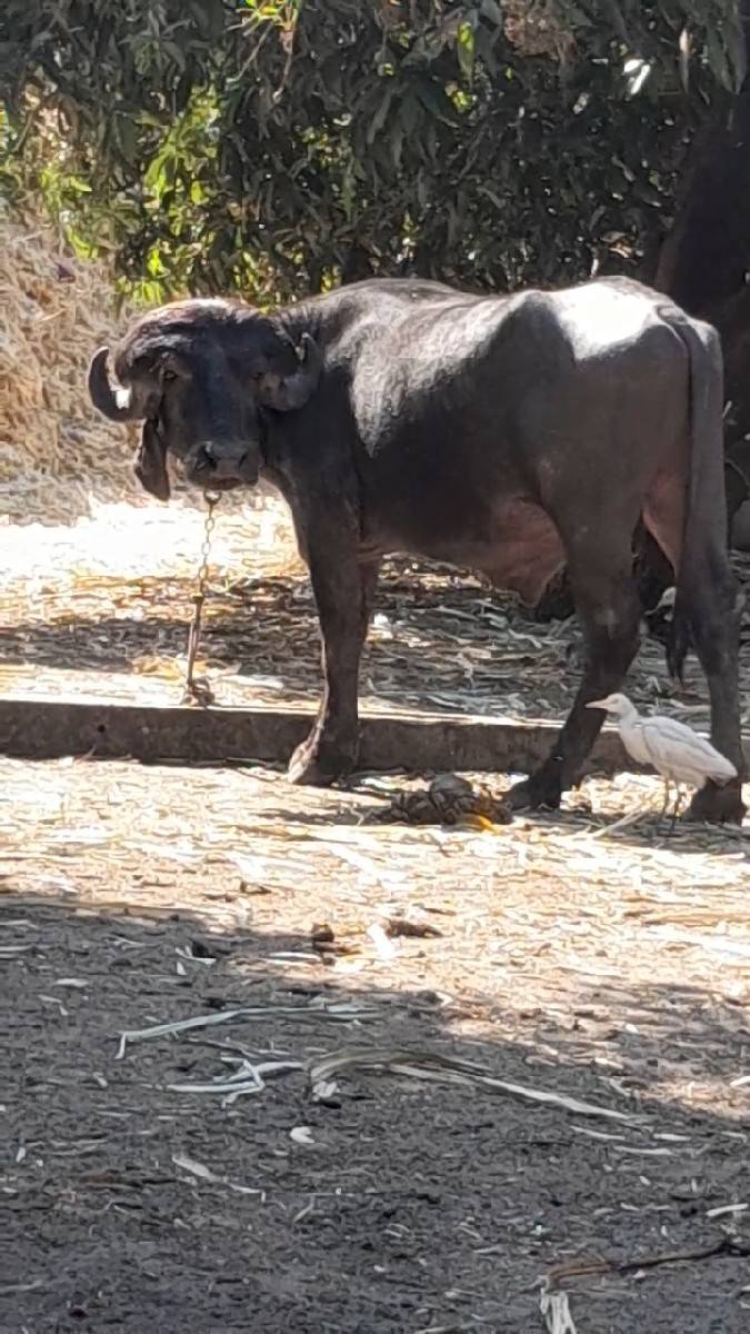પાડો વેચવાનો છે