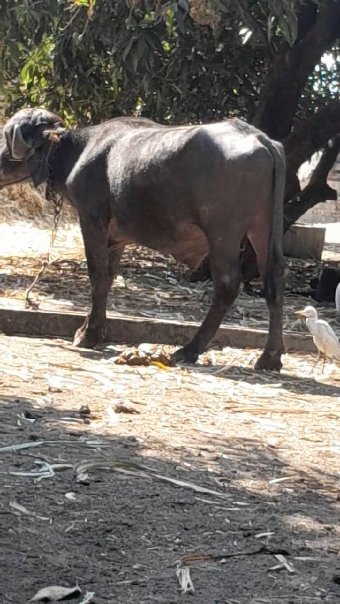 પાડો વેચવાનો છે