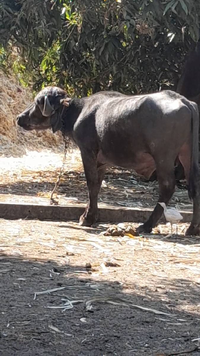પાડો વેચવાનો છે