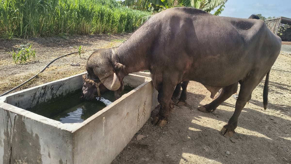 પાડો વેચવાનો છે