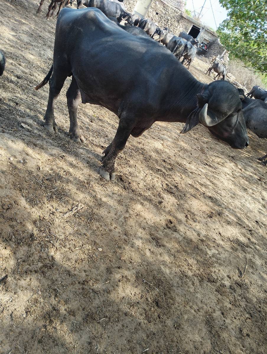 આ પાડો વેચવાનો છે ૨ દાતે છે