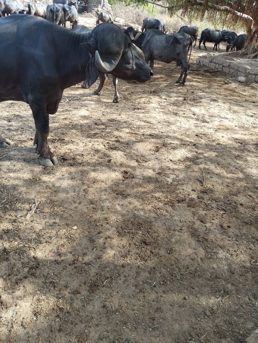 આ પાડો વેચવાનો છે ૨ દાતે છે