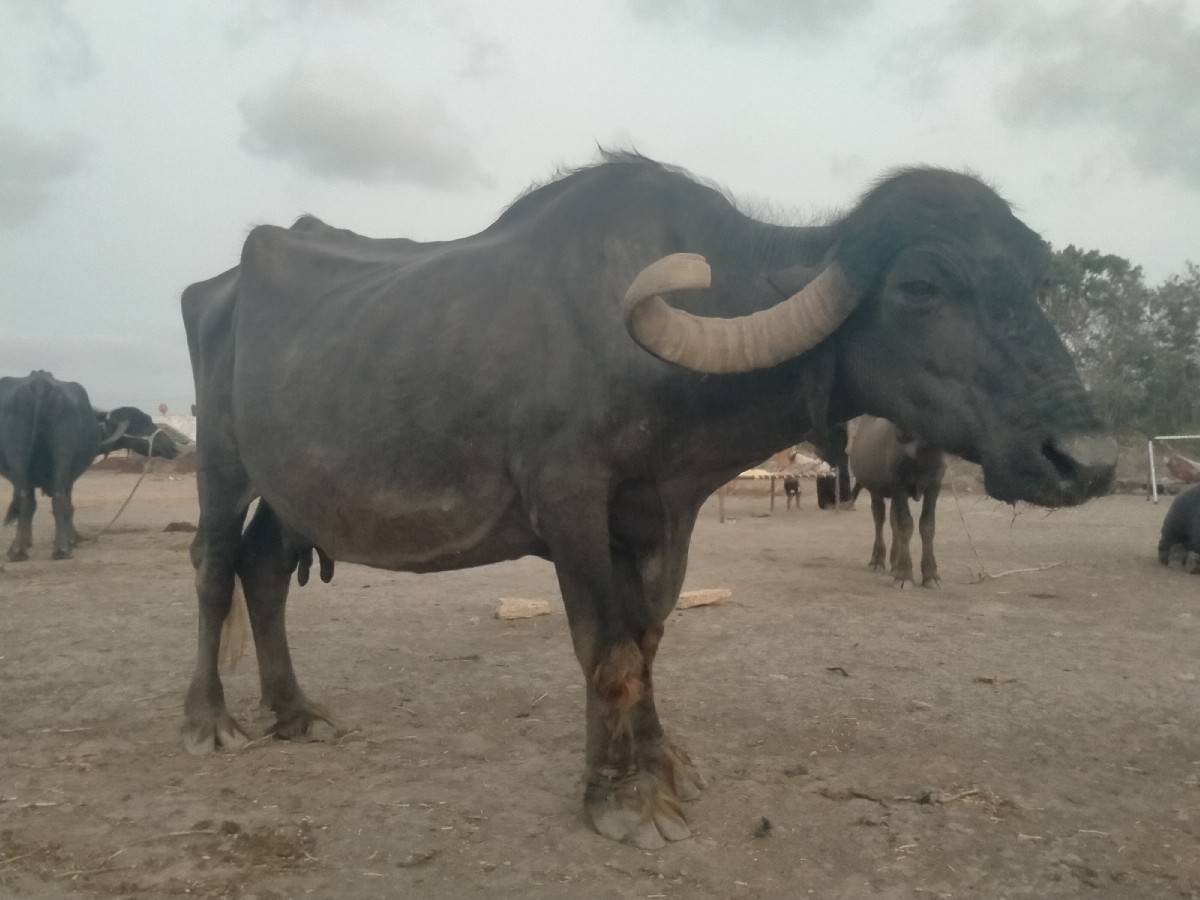 14.15.દી થયા ગામ ના