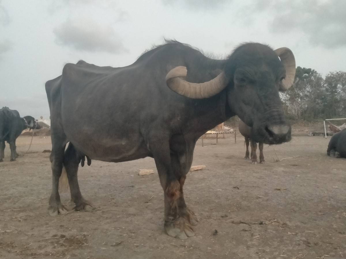 14.15.દી થયા ગામ ના