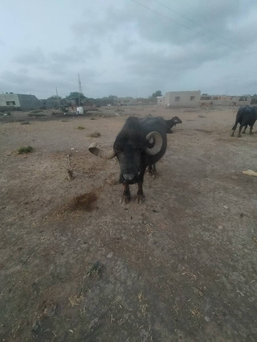 14.15.દી થયા ગામ ના