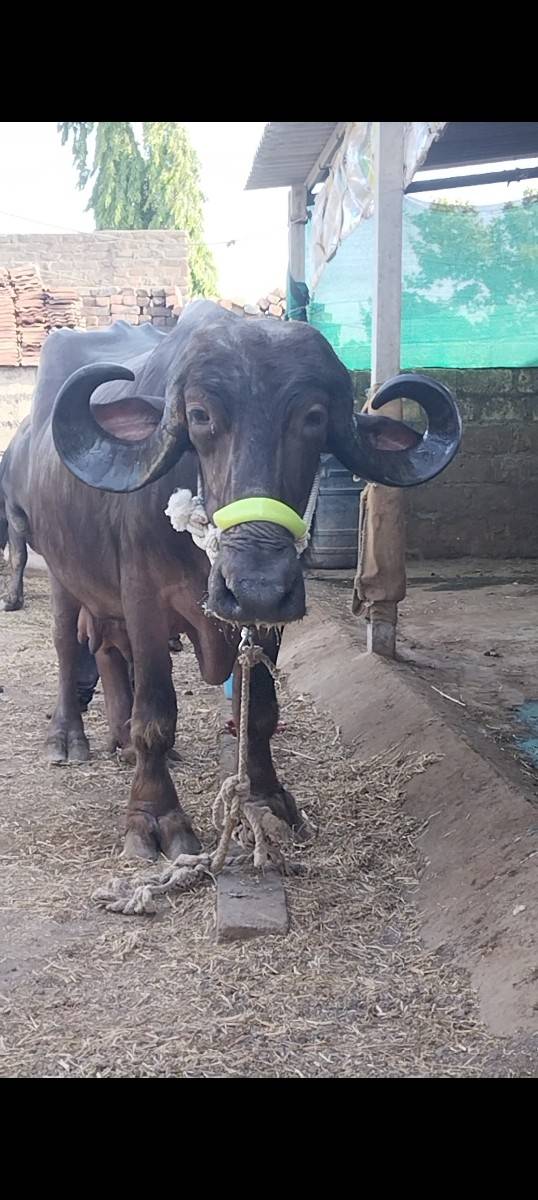 વેચવાની છે
