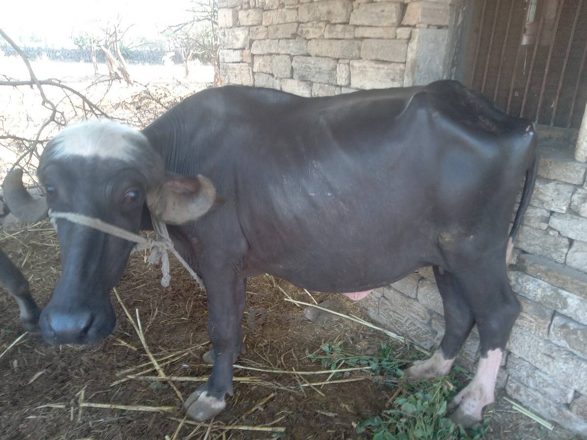 ભેસ ખડેલુ પેલુ વેતર છે