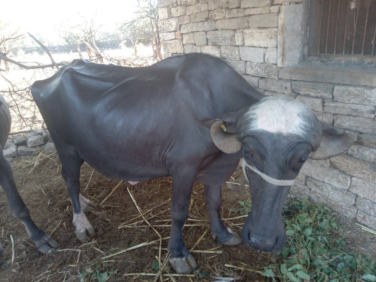 ભેસ ખડેલુ પેલુ વેતર છે