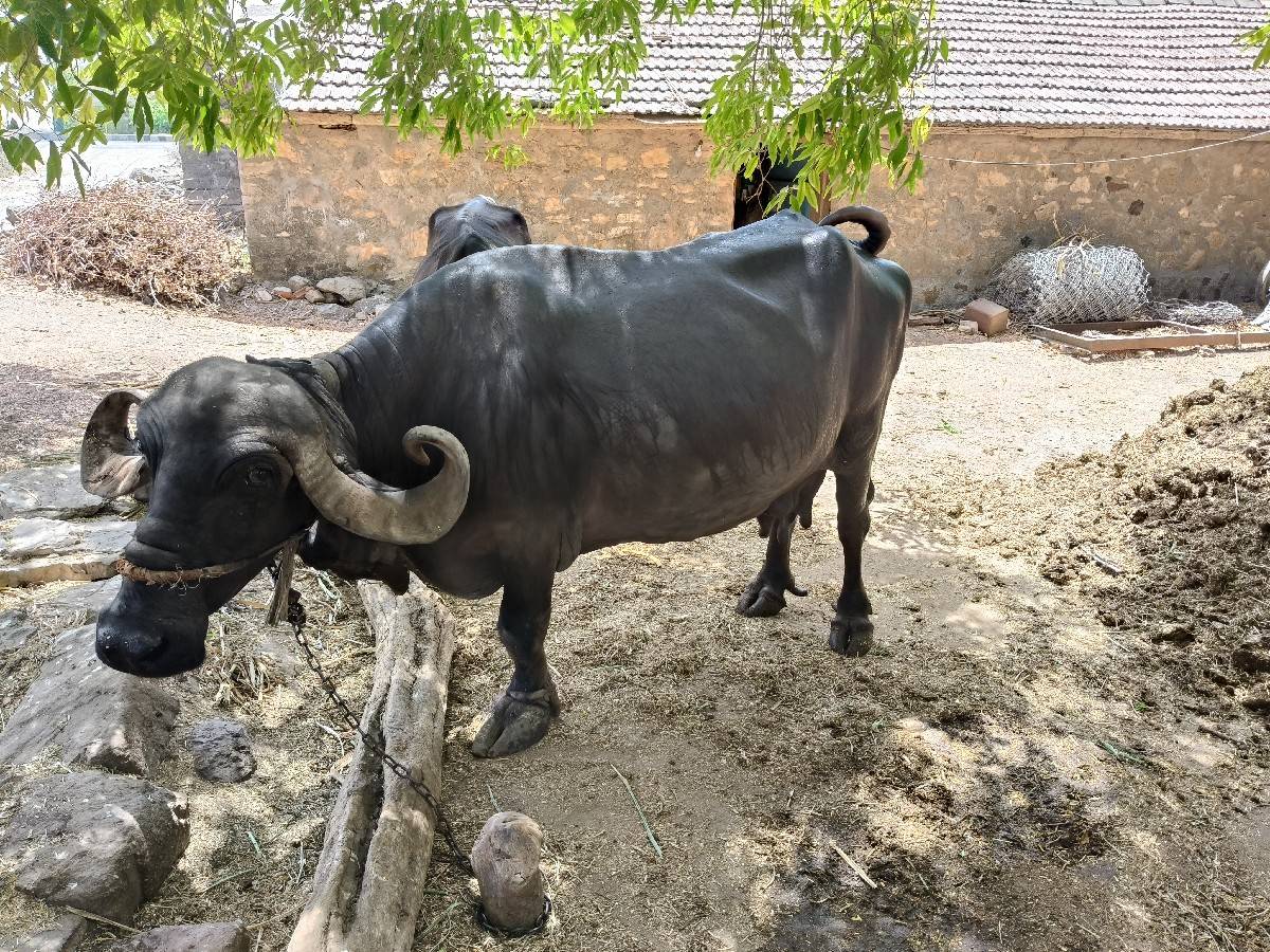 ભેંસ વેચવાની છે
