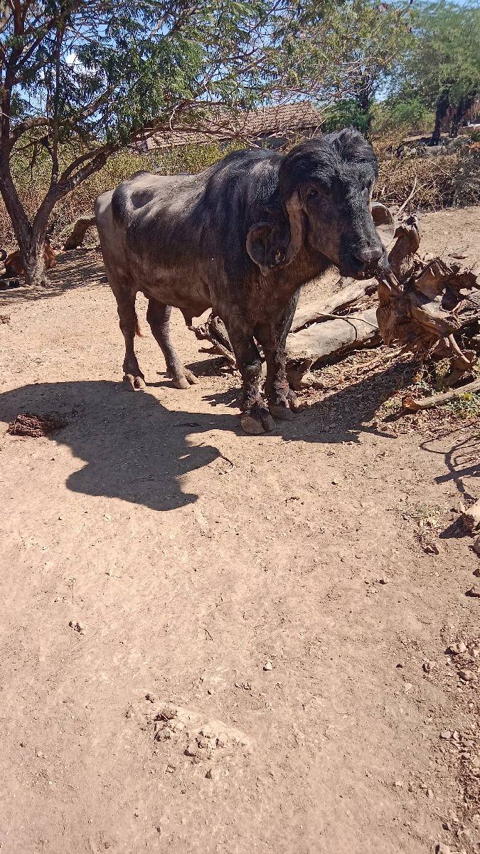 પાડો વેચવાનો છે