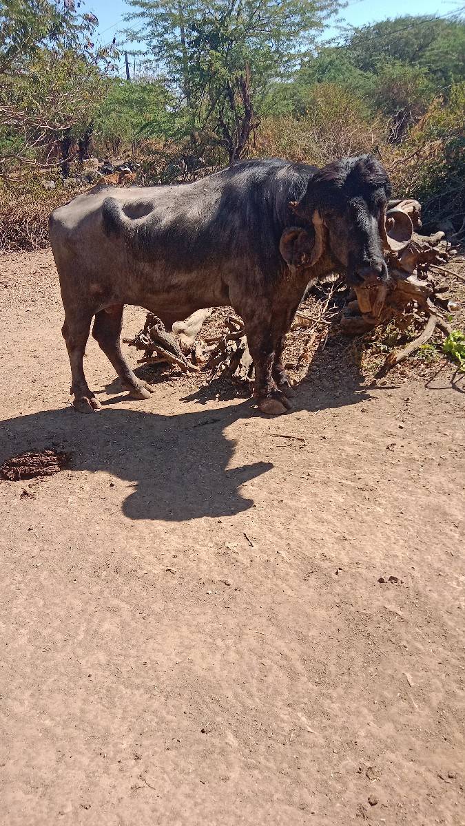 પાડો વેચવાનો છે