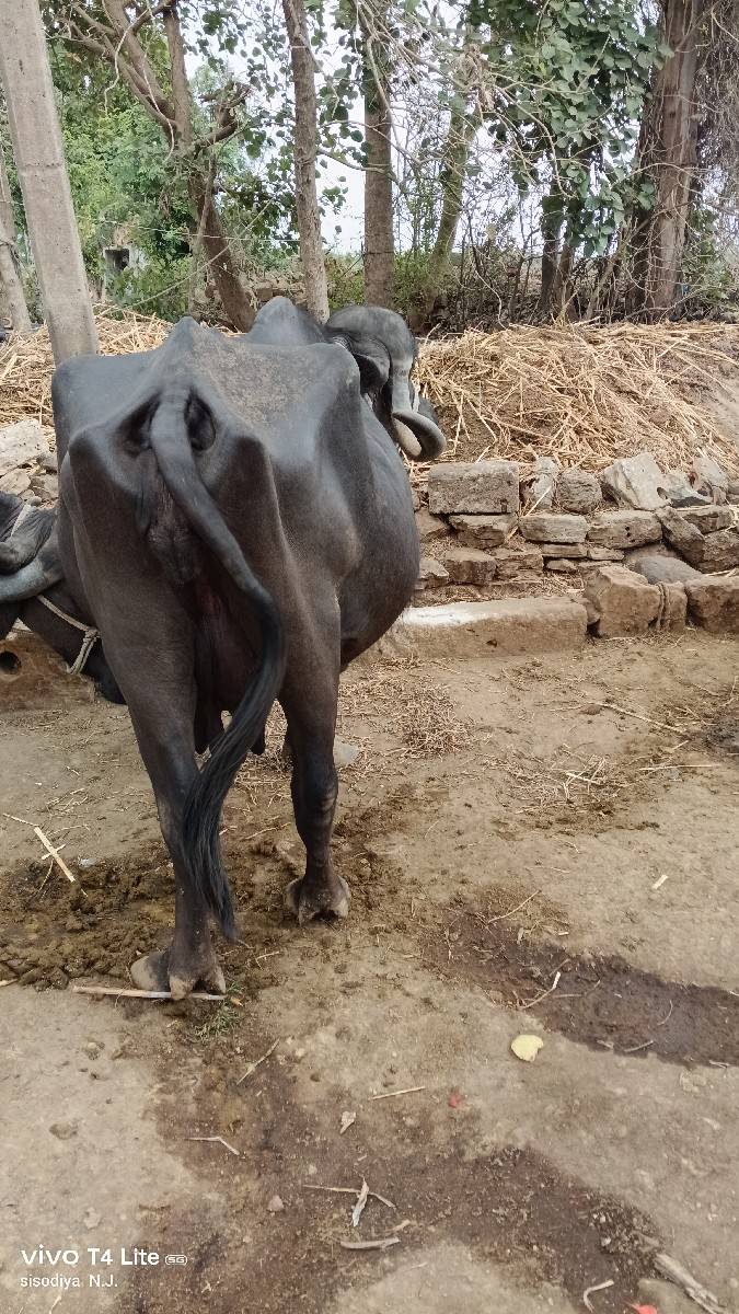 જાફરાબાદી ભેંસ વેચવાની છે