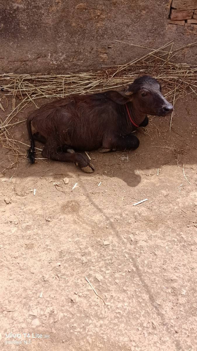 જાફરાબાદી ભેંસ વેચવાની છે