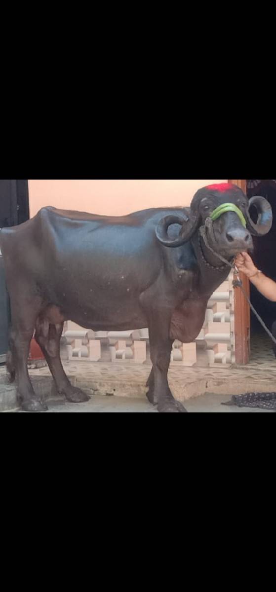 2 ભેંસ વેચવાનું છે