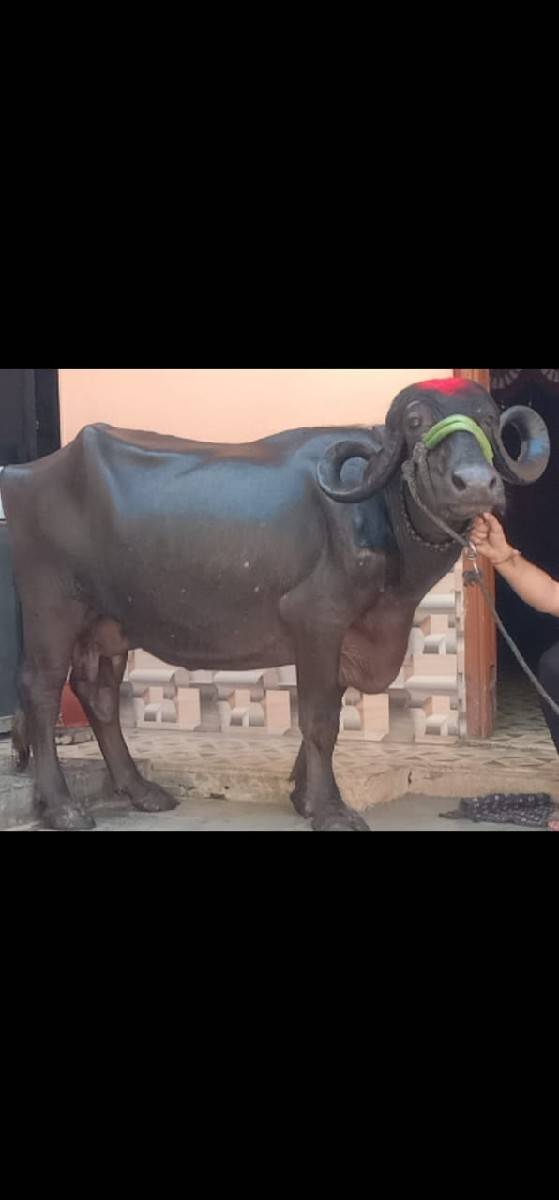 2 ભેંસ વેચવાનું છે