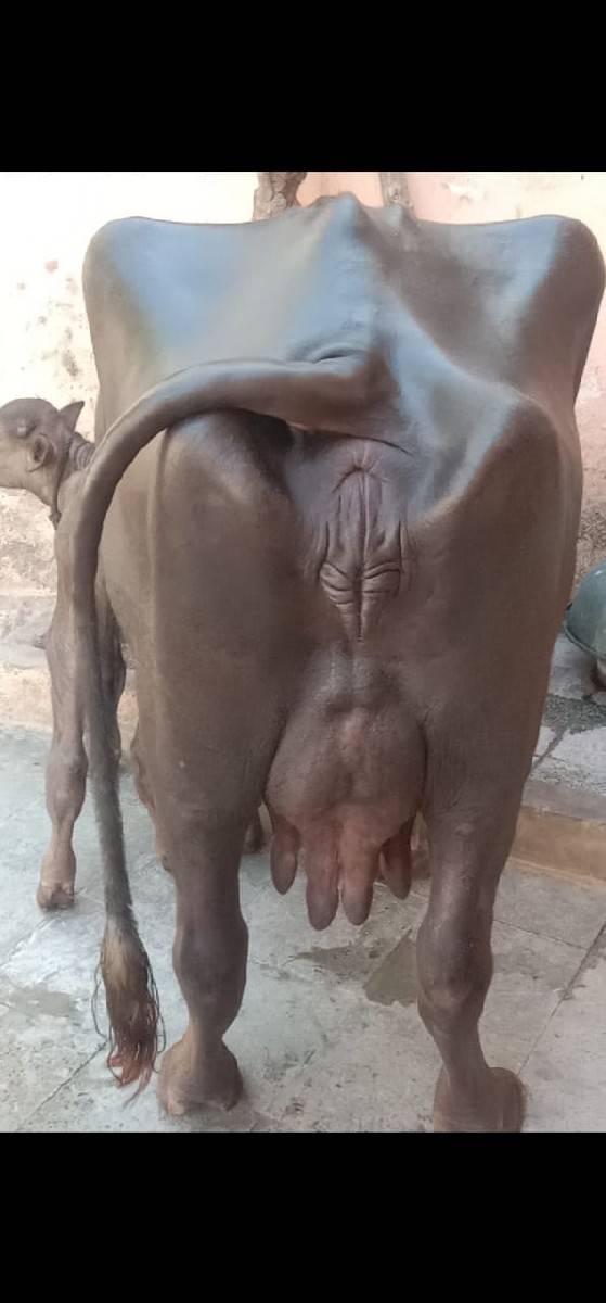 2 ભેંસ વેચવાનું છે