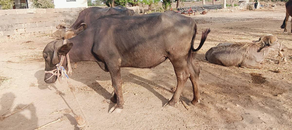 ખળેલી વેચવાની છે