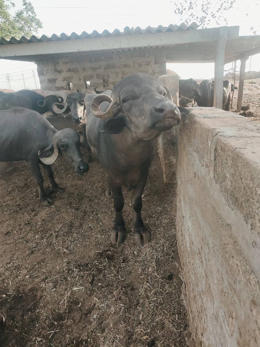 પાડો વેચવાનો છે