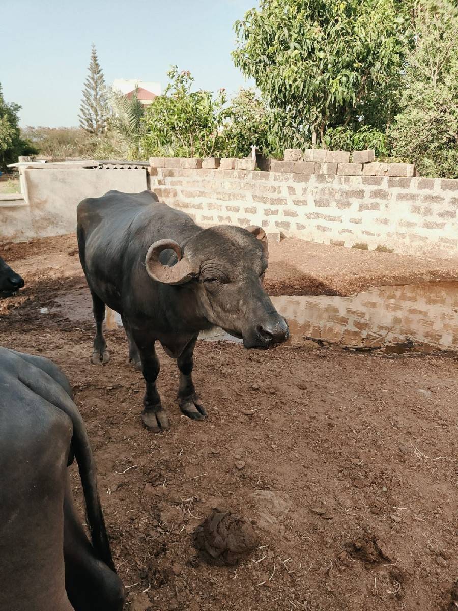 પાડો વેચવાનો છે