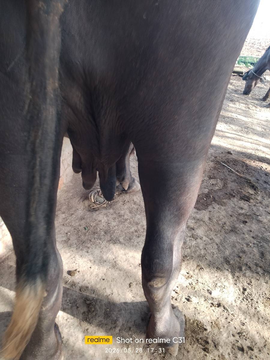 ખળેલી વેચવાની છે