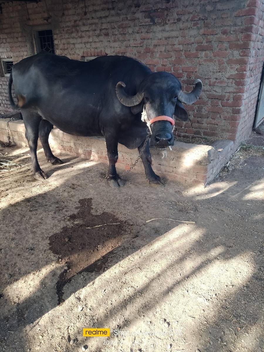 ખળેલી વેચવાની છે