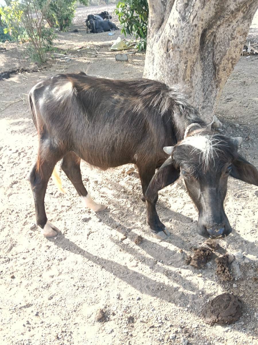 પાડો વેચવાનો છે