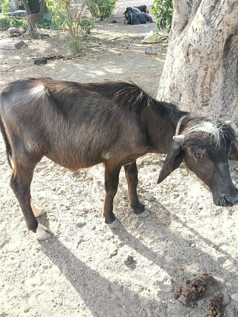 પાડો વેચવાનો છે