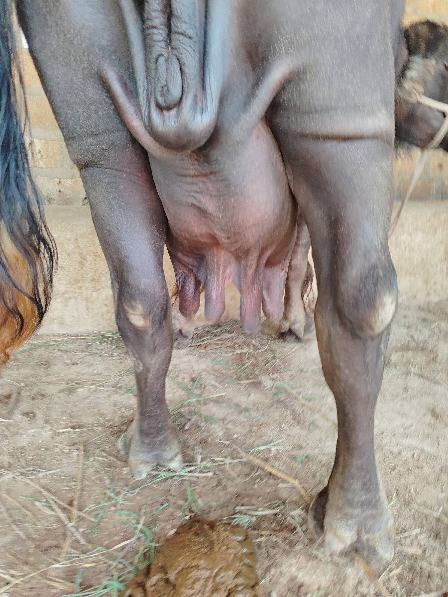 ભેંસ વેચવાની છે
