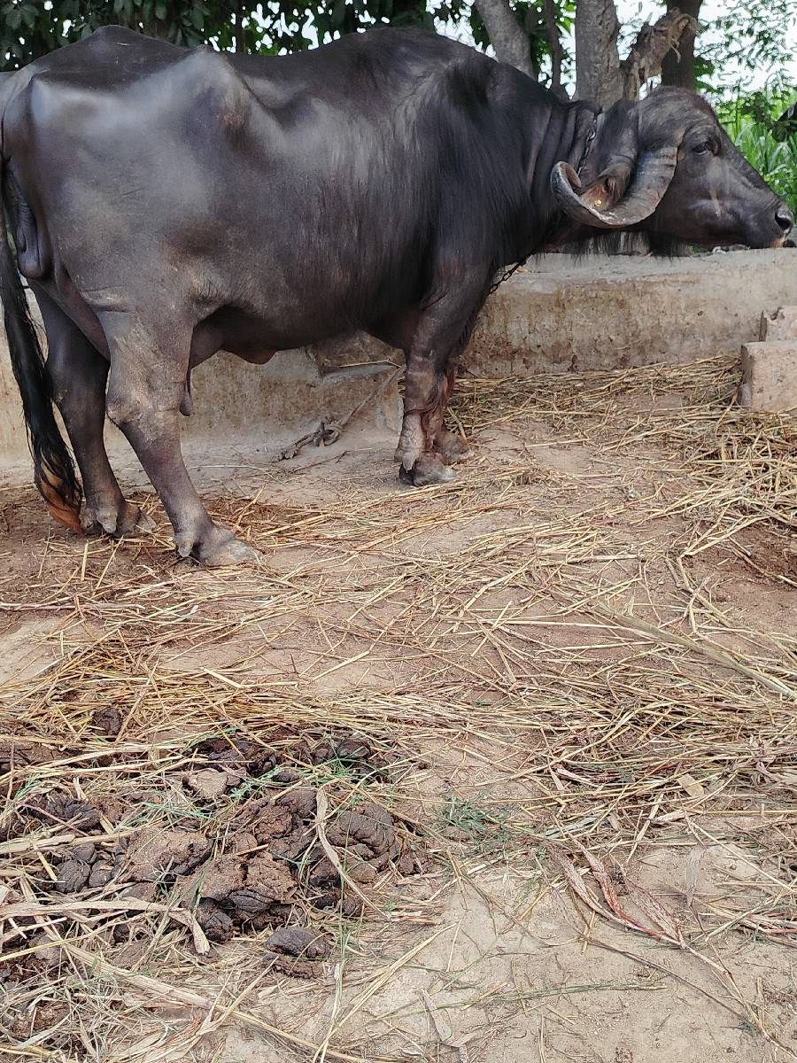 ભેંસ વેચવાની છે