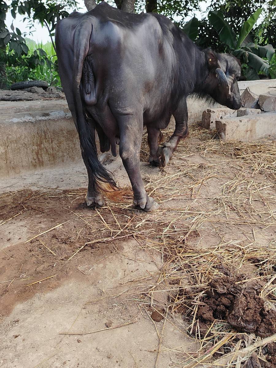 ભેંસ વેચવાની છે