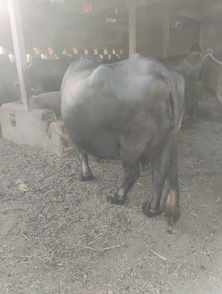 ભેંસ વેચવાની છે