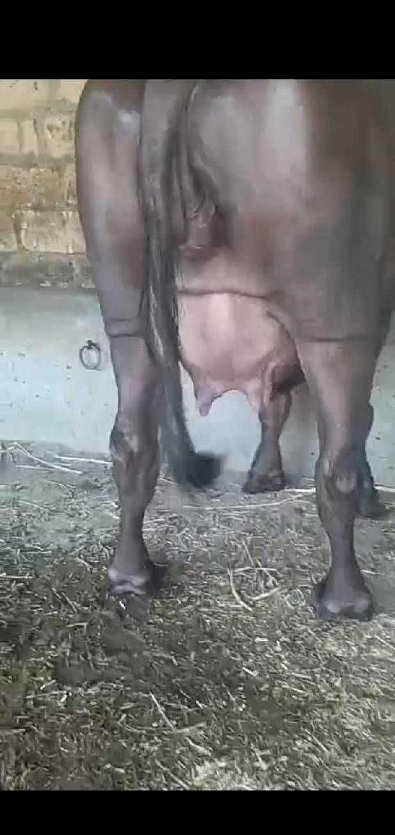 જેને લેવી હોય એ જ મેસેજ કરે ફોટા મ