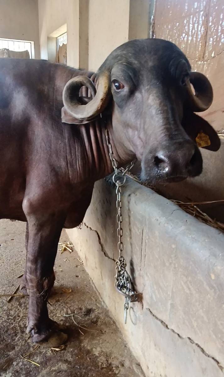 પ્યોર જાફરાબાદી ખડી