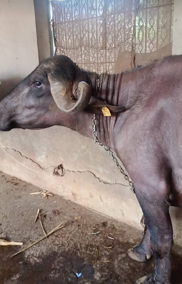 પ્યોર જાફરાબાદી ખડી