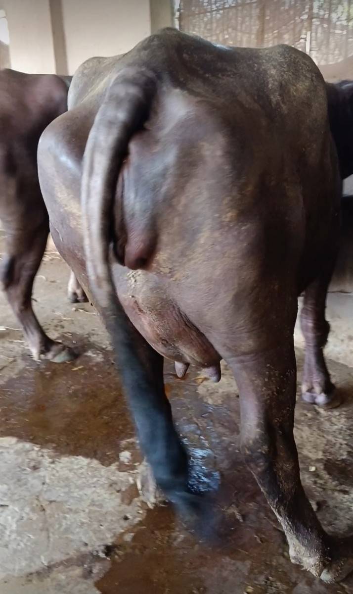 પ્યોર જાફરાબાદી ખડી