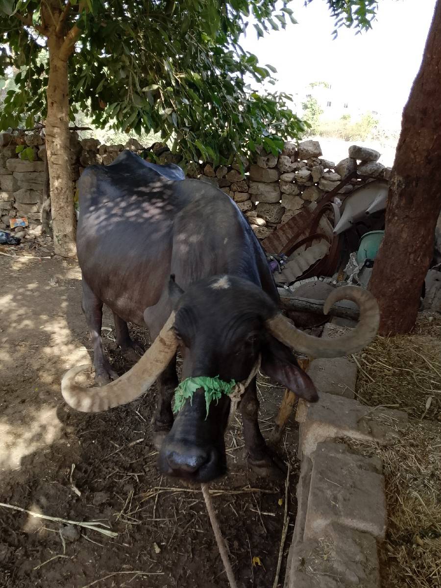 ભેંસ વેચવાની છે