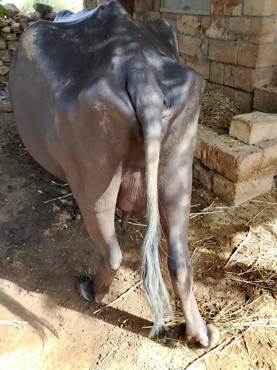 ભેંસ વેચવાની છે