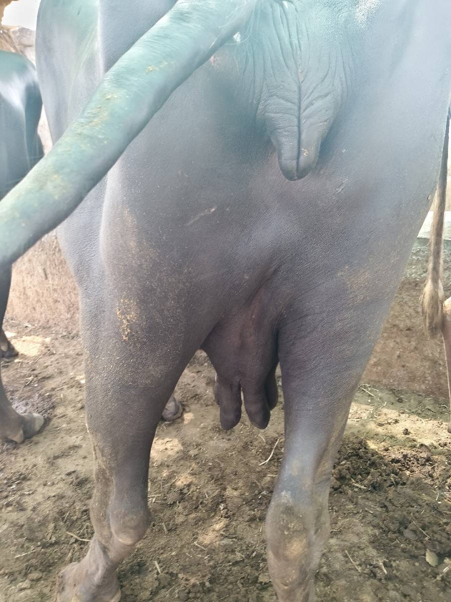 ભેંસ વેચવાની છે