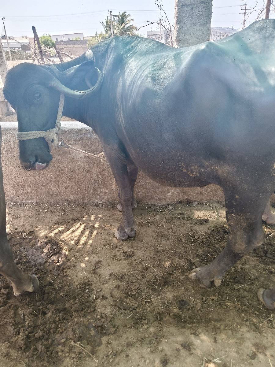 ભેંસ વેચવાની છે