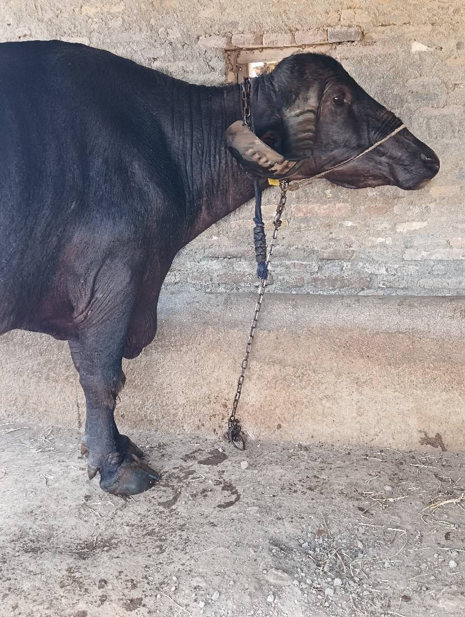 ભેંસ વેચવાની છે
