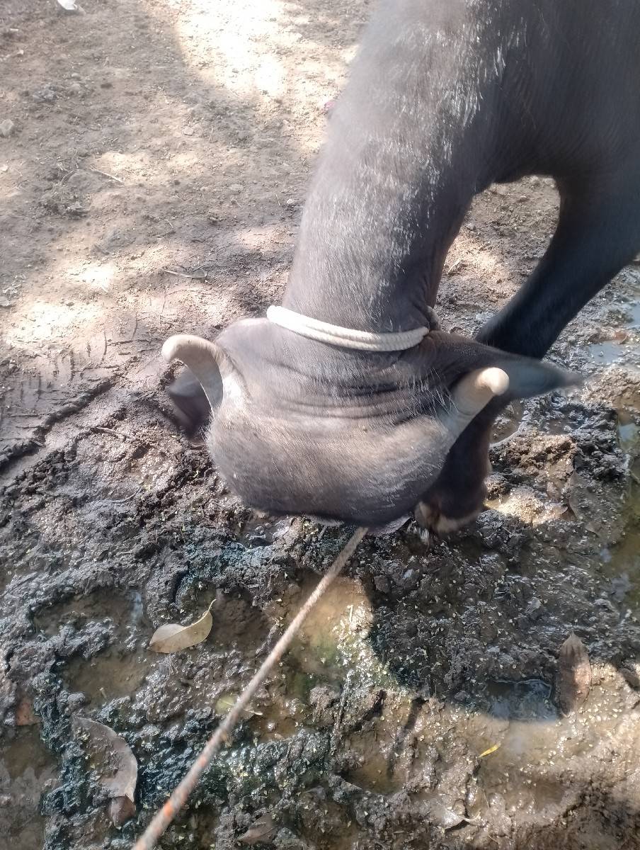 ખળેલી વેચવાની છે