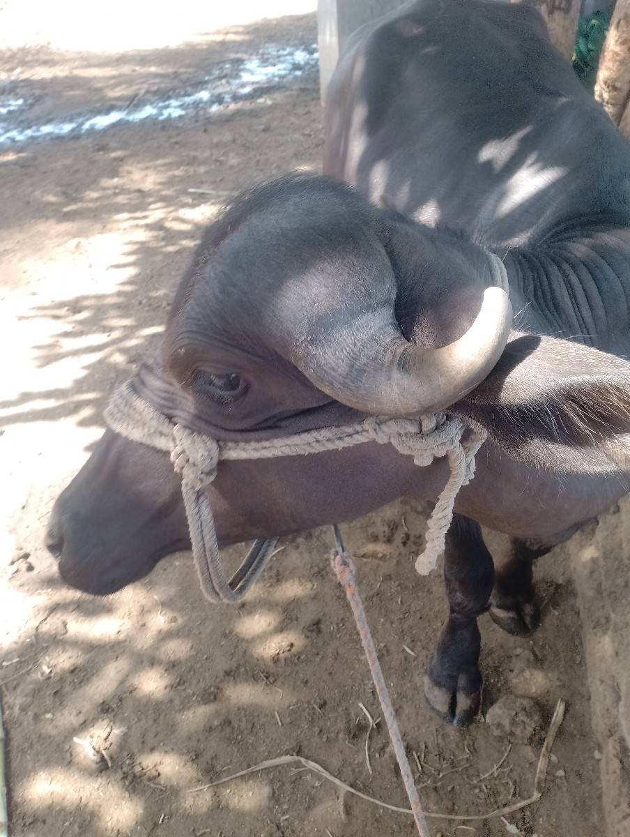 ખળેલી વેચવાની છે